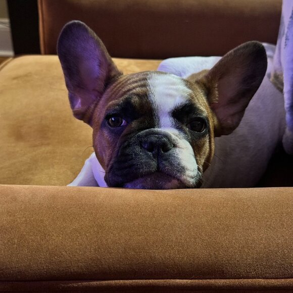 Meet your Posher, Angella - Picture 5 of 15